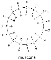 ejemplos de cadenas lineales ramificadas y ciclicas composicion quimica de los seres vivos ejemplos de cadenas lineales ramificadas y ciclicas composicion quimica de los seres vivos